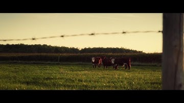 Gibco FBS — Collection