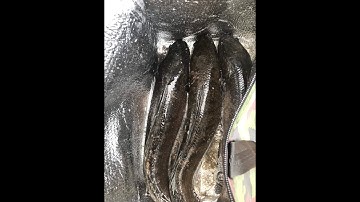 CÂU CÁ  LÓC HỒ 68 P - LONG TRƯỜNG - TP THỦ ĐỨC  - TPHCM