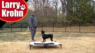 Rottweiler puppy training basic obedience