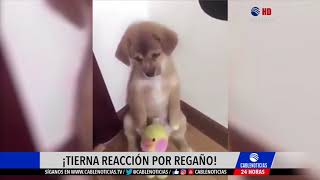 Tierna reacción de un perro por regaño de su amo - YouTube