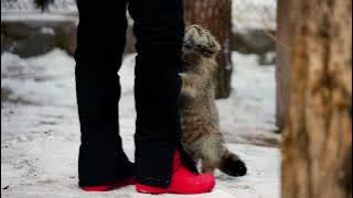 Pallas's cat are happy to see a keeper who brought her a tasty meal