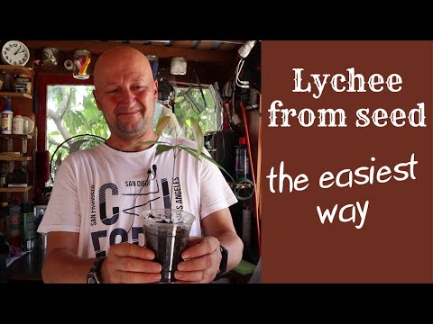 The easiest way to grow a lychee - Ο πιο εύκολος τρόπος να μεγαλώσεις λίτσι
