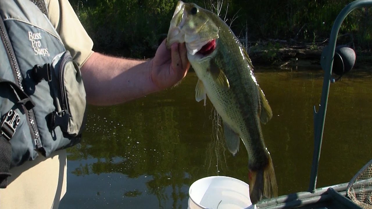 Shocking Fish on Cedar Creek Lake YouTube