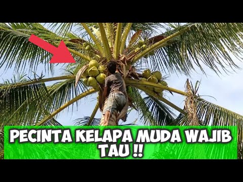 Video: Pemanenan Pohon Kelapa - Cara Memetik Kelapa Dari Pohon