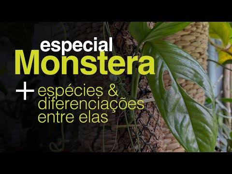 Vídeo: Planta incrível - monstera. O impacto em uma pessoa é apenas positivo