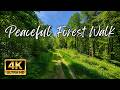 Peaceful Forest Walk
