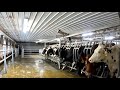 Feeding cows and milking parlor
