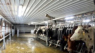 Feeding Cows and Milking parlor