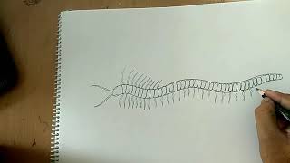 how to draw centipede diagram