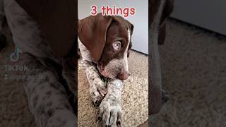 Top 3 things German Shorthaired Pointer GSP puppy....⚠ #shorts #ytshorts #dog #gsp #viral