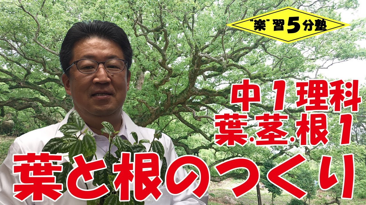 中１理科 植物 葉 茎 根１ 葉と根のつくり 移行措置 新１年生向け Youtube