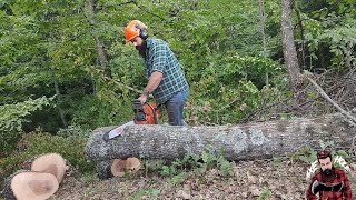 Falling & Bucking Oak Tree Using Chainsaw Husqvarna 372xp _ AXEHOLE LOGGER 💪