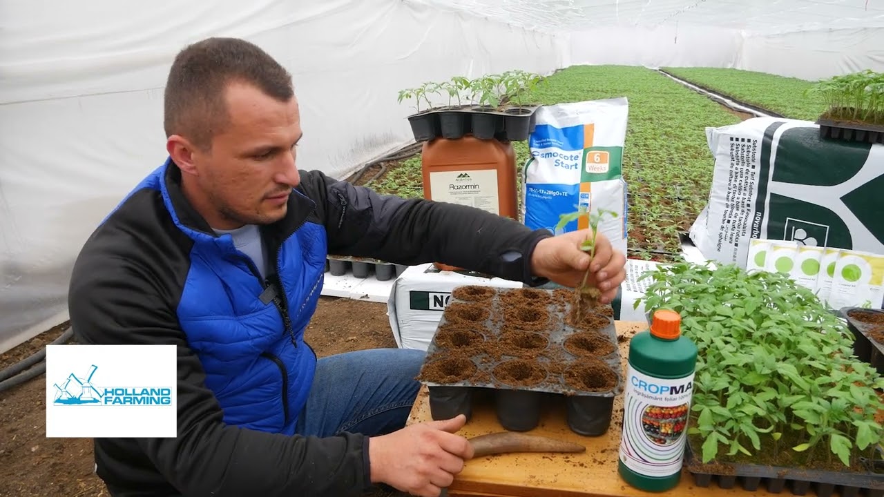 Startul culturilor de legume cu Holland Farming. Tehnologie răsaduri