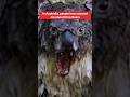 Are Drop Bears REAL ЁЯШ ЁЯРи Shorts Australia Are Drop Bears REAL ЁЯШ ЁЯРи Shorts Australia
