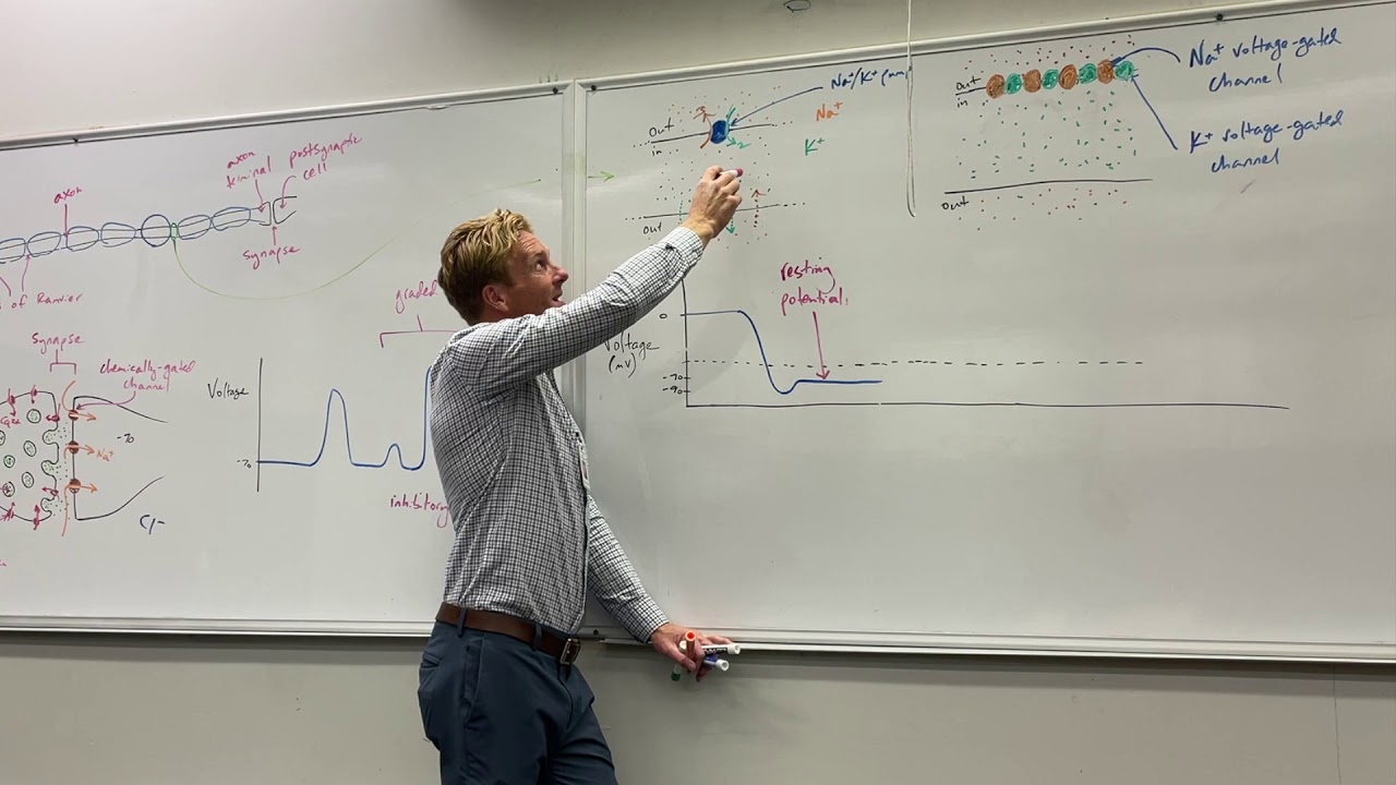 The Action Potential Explained - YouTube