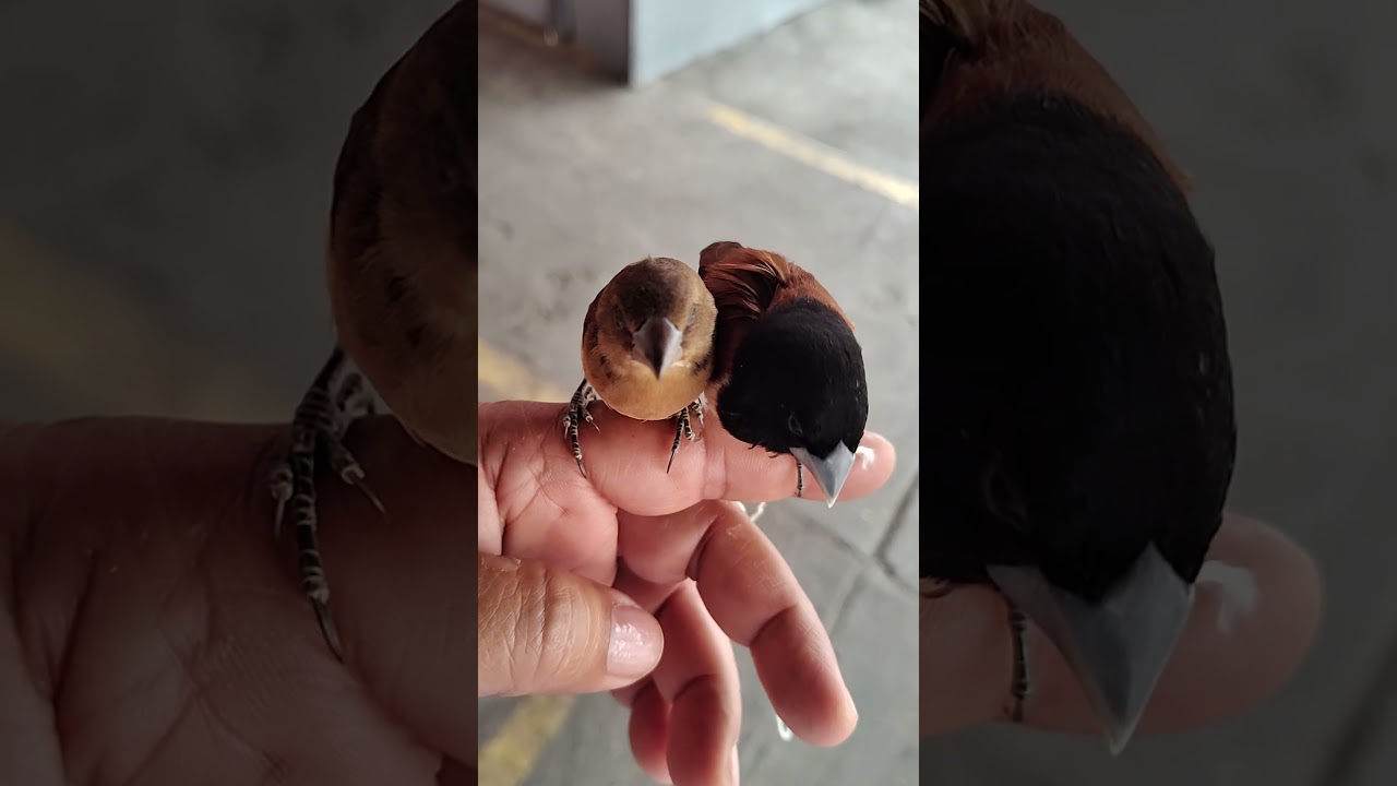 Bengalí ave hermosa