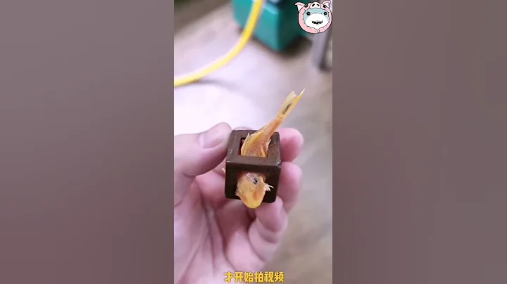 不要放這些東西在魚缸里 - 天天要聞