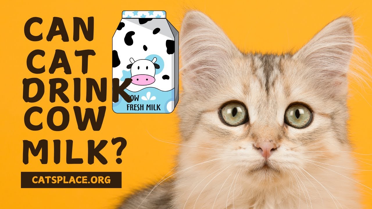 Can Cats Drink Cow's Milk? The Truth Every Cat Owner Needs to Know
