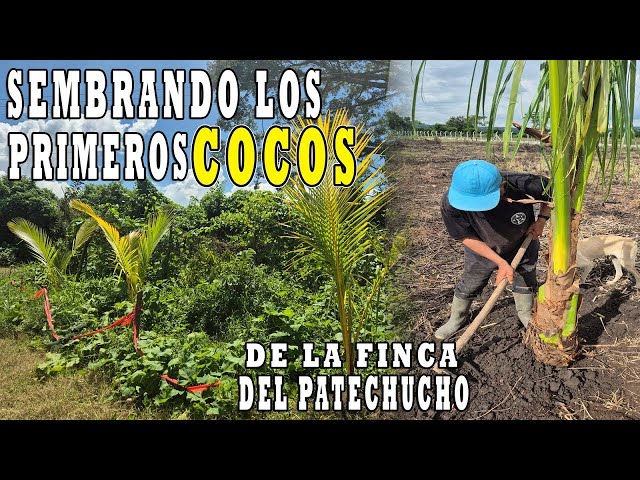 LOS PRIMEROS COCOS SEMBRADOS EN LA FINCA DEL PATECHUCHO
