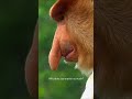 Did you know this Monkey's Nose decide it's power 🤯🐒 #shorts #facts #trending #ytshorts