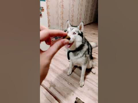 Амням - YouTube
