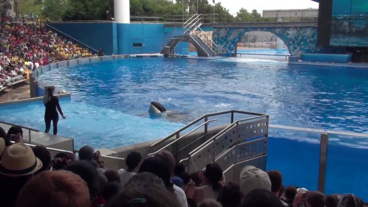 Believe - Show das Baleias Assassinas - Shamu - Sea World - parte 03 ...