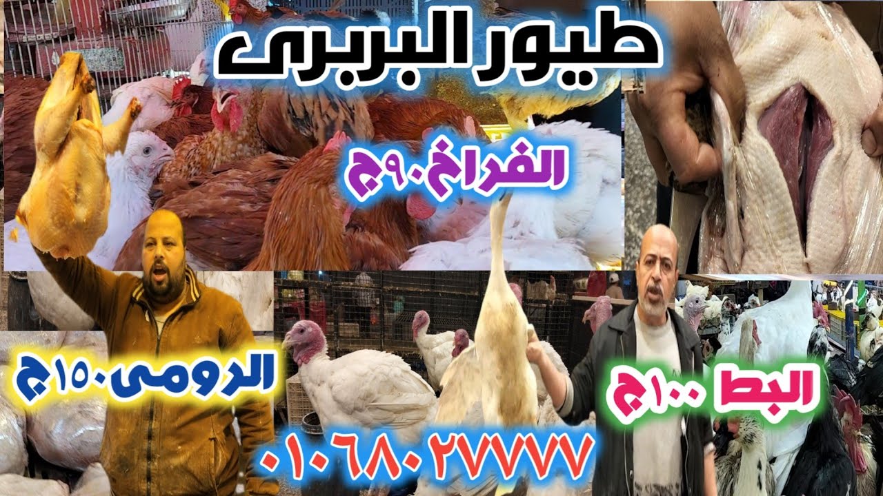 أسعار البط والفراخ والرومى قبل رمضان عند البربرى فى الشادر محطة مصر أسكندرية خدمة توصيل 