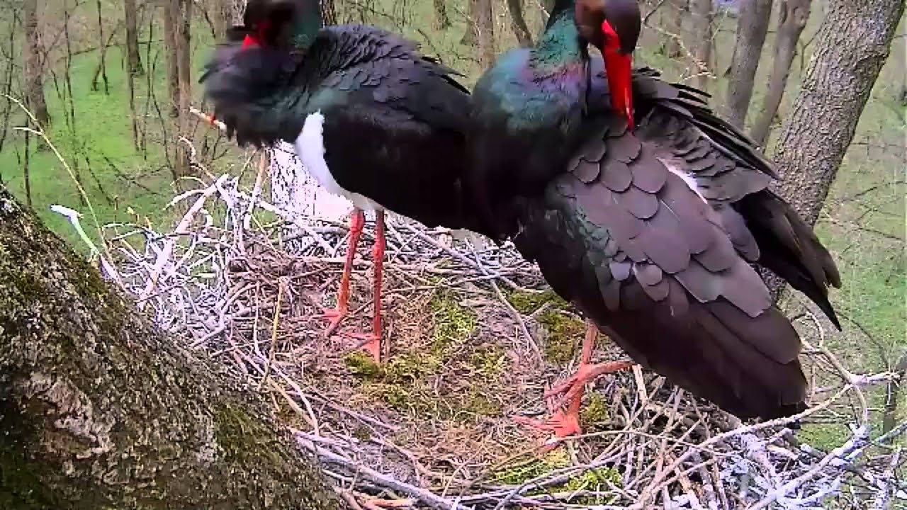fekete gólya fészek webkamera geilo