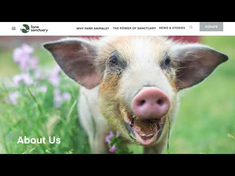 Introducing the New FarmSanctuary.org