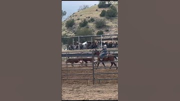 First cow sorting! 🐄🐴