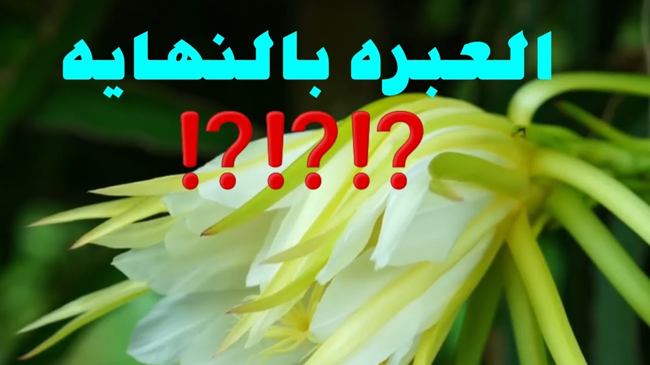 العبره بالنهايه  ⁉️⁉️⁉️