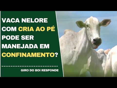 VACA NELORE COM CRIA AO PÉ PODE SER MANEJADA EM CONFINAMENTO?