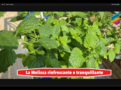 Video: Melissa officinalis: proprietà medicinali, ricette e caratteristiche applicative