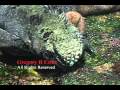 Galapagos Marine Iguana Feeding on Seaweed and Spurting Water