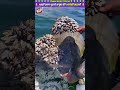 Animal rescue #ytshorts #facts #turtle #animals #beach #shark #funny #dog #animallover #wildlife