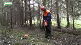 The importance of inspection paths in conifer forests