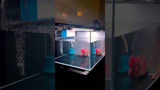 Leon's Crystal Clear GB Kamalau Flowerhorn Tank Setup 💦❤️