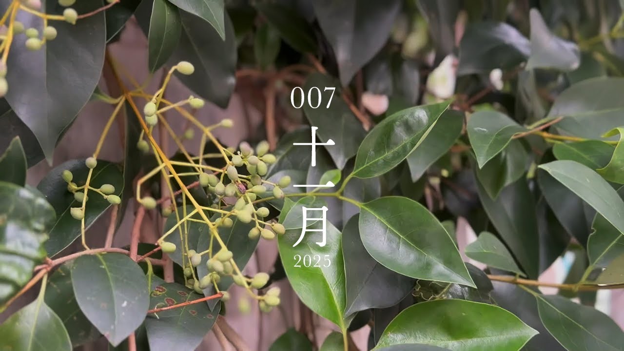 vlog｜おでかけ、うさぎや、どらやき、鈴本演芸場、築地本願寺、日常、食事　一人暮らし　007