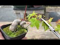 気に入らない樹冠部をごっそり落とした山もみじ【YMJ8】 #盆栽 #bonsai