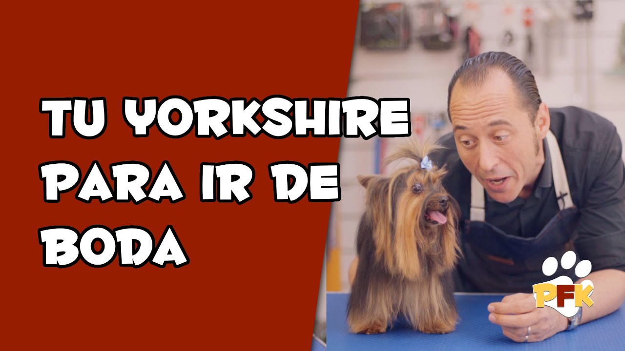 Corte de pelo yorkshire a tijera