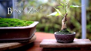 My Ficus religiosa, Greenhouse and French Lilac Updates, The Bonsai Zone, Oct 2021