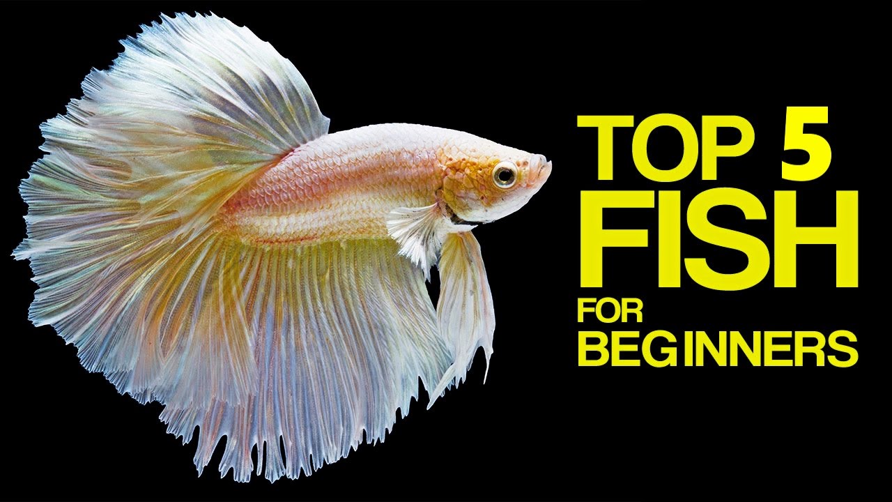 petco hours Best aquarium fish for beginners