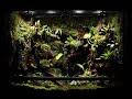 Jungle In The House 'The Unknown Jungle World' Glass Frog Paludarium | '집 안 미지의 정글 세상' 글라스 프록 팔루다리움