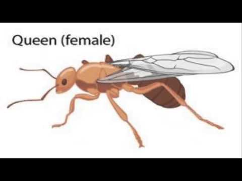 Como Identificar uma formiga rainha ? - How to identify a queen ant ?
