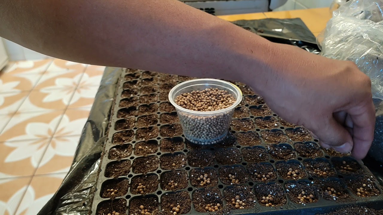 Полное руководство по пошаговому приготовлению рассады кинзы