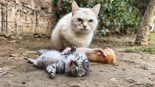 Mother cat drag her kittens who attached together by birth. Begs for help Just unbelievable!
