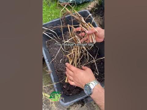 Christmas Potatoes. How To Grow XMAS Potatoes. Simply Gardens 