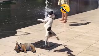 BEST Funny moment of DOGS and CATS | Funny Pet Compilation   Funniest ANIMALS videos of 2024  #52