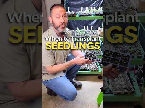 Transplant Seedlings If