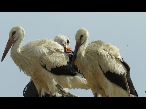 لک لکهای مریوان Marivan Storks 